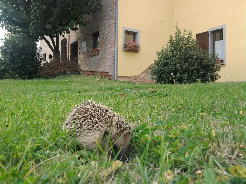 L'olmo Di Casigliano * Cessapalombo